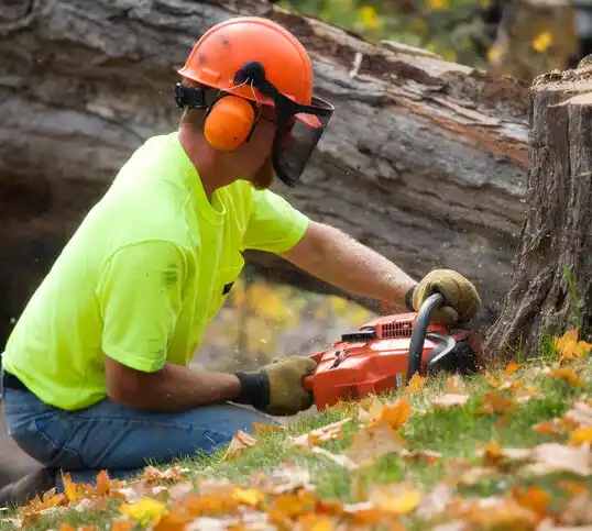 tree services Laurium